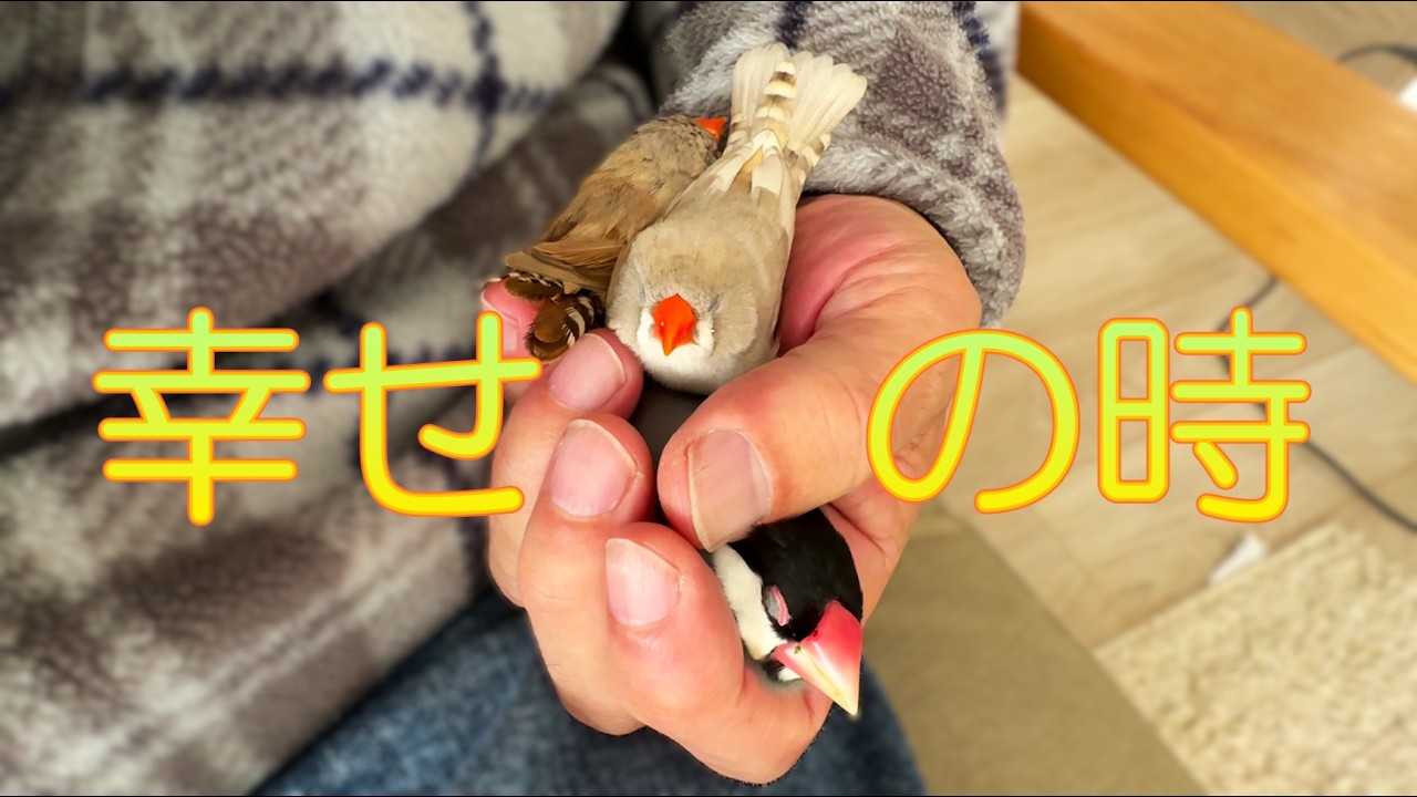 2026.2.19文鳥とキンカチョウ姉妹の幸せの時 The happy times of the Java sparrow and the zebra finch sisters