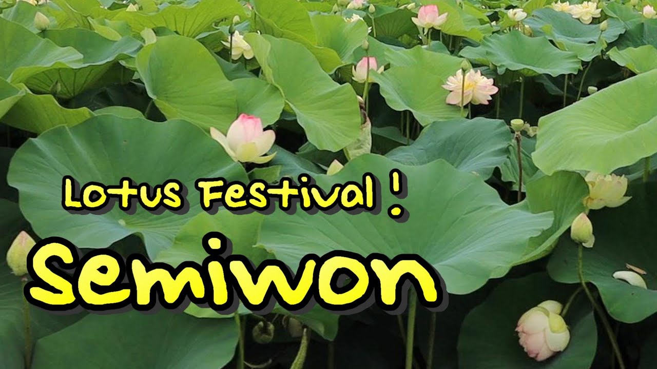 Lotus Festival! Semiwon - BTS(Beautiful Travel South Korea)#2  [statio tv]