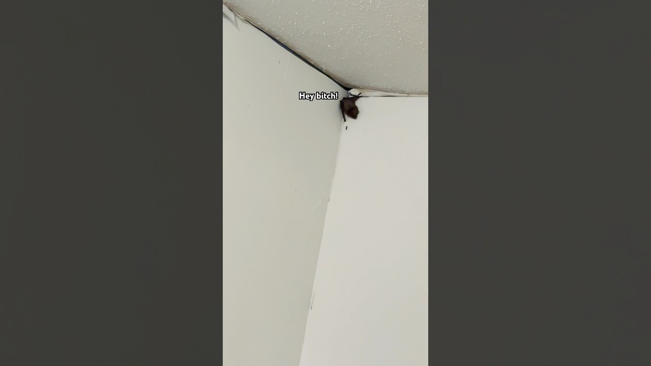 I guess I have a pet bat?!…
