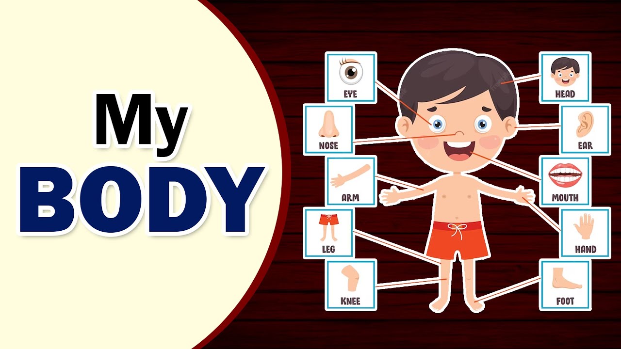Class 1 | My Body | EVS | English Medium | Maharashtra Board