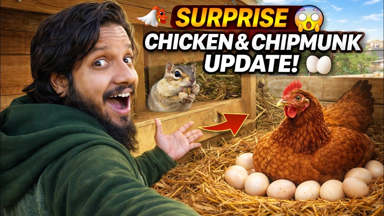 SURPRISE 😱 | Chipmunk Latest Update 🐿️ | New Murghi Setup 🐔 | Murgi Andon Par Baith Gayi 🥚