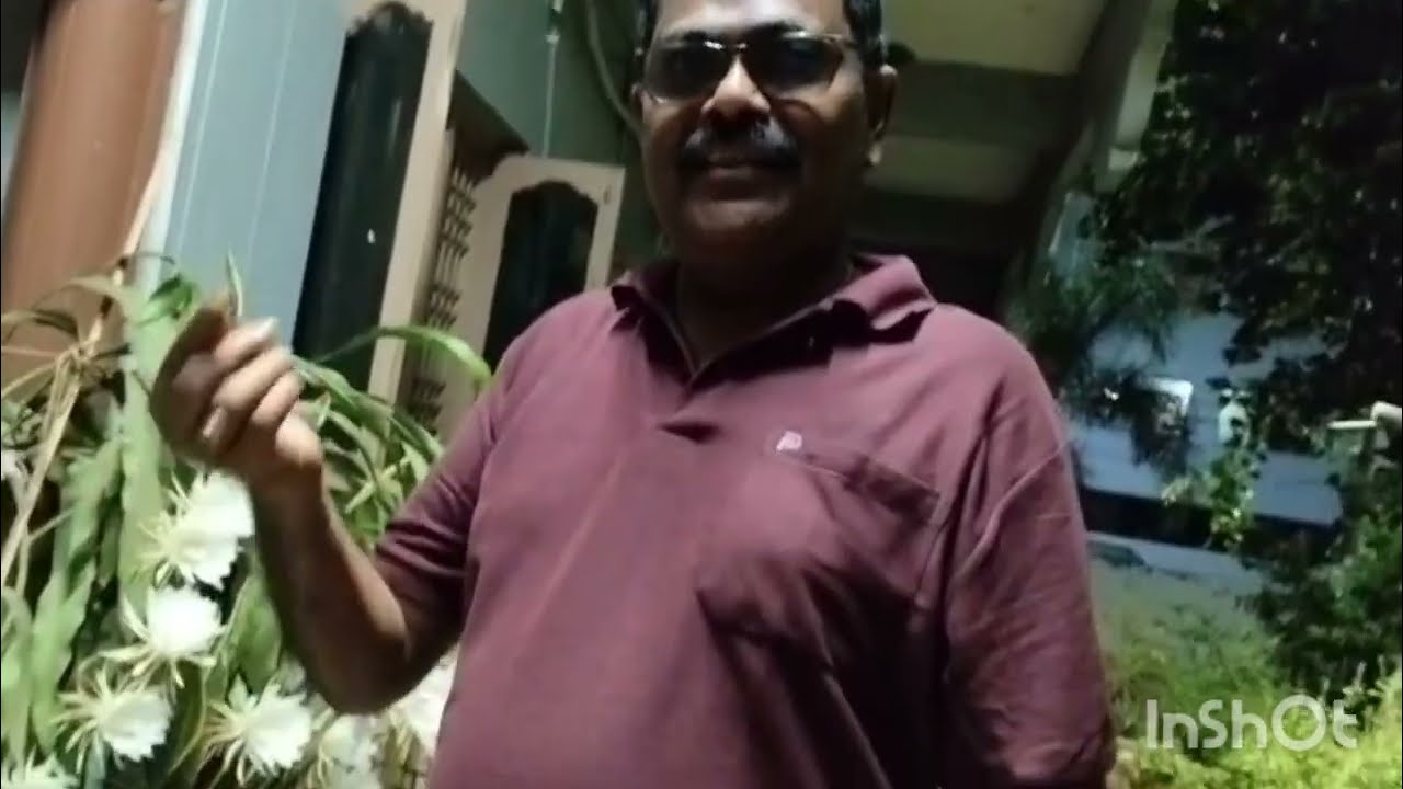 కింగ్ ఆఫ్ హిమాలయన్ ఫ్లవర్(king of flower)