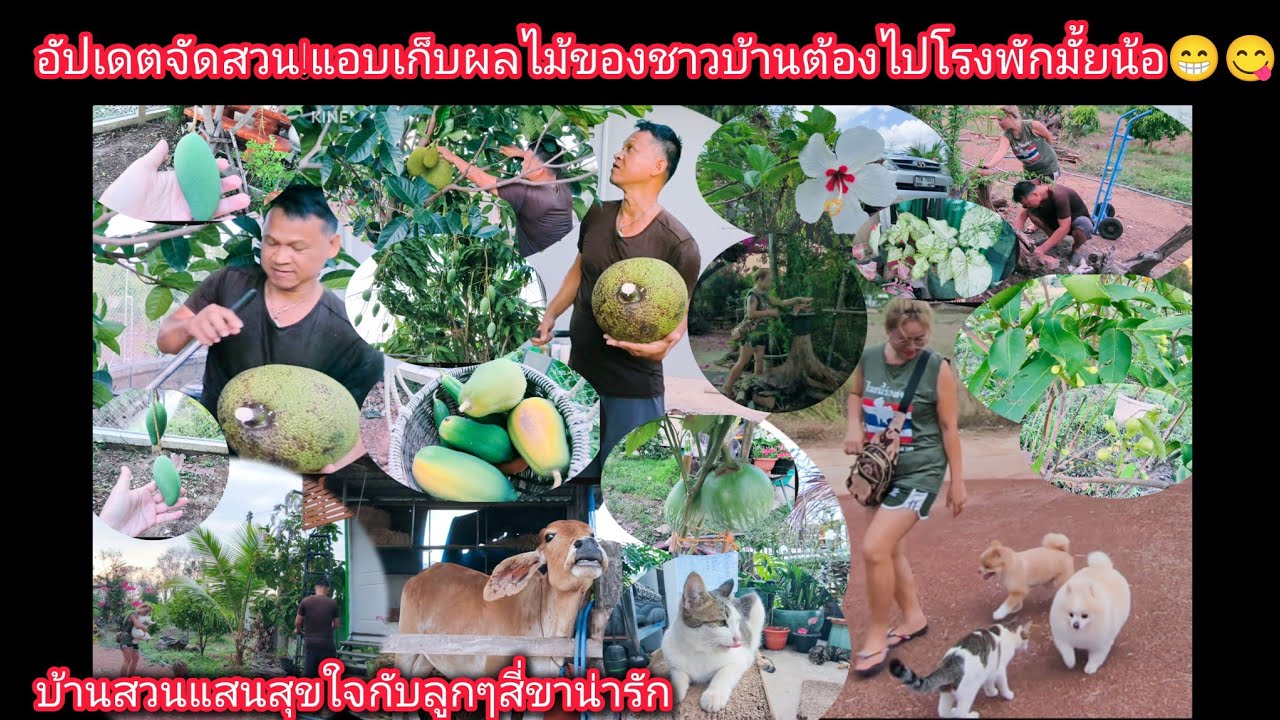 จัดสวน!กว่าเจ้าของบ้านจะกลับมาเรามาขโมยไปทีละอย่างเดี๋ยวก็หมดสวนแน่😂🤣#บ้านสวน