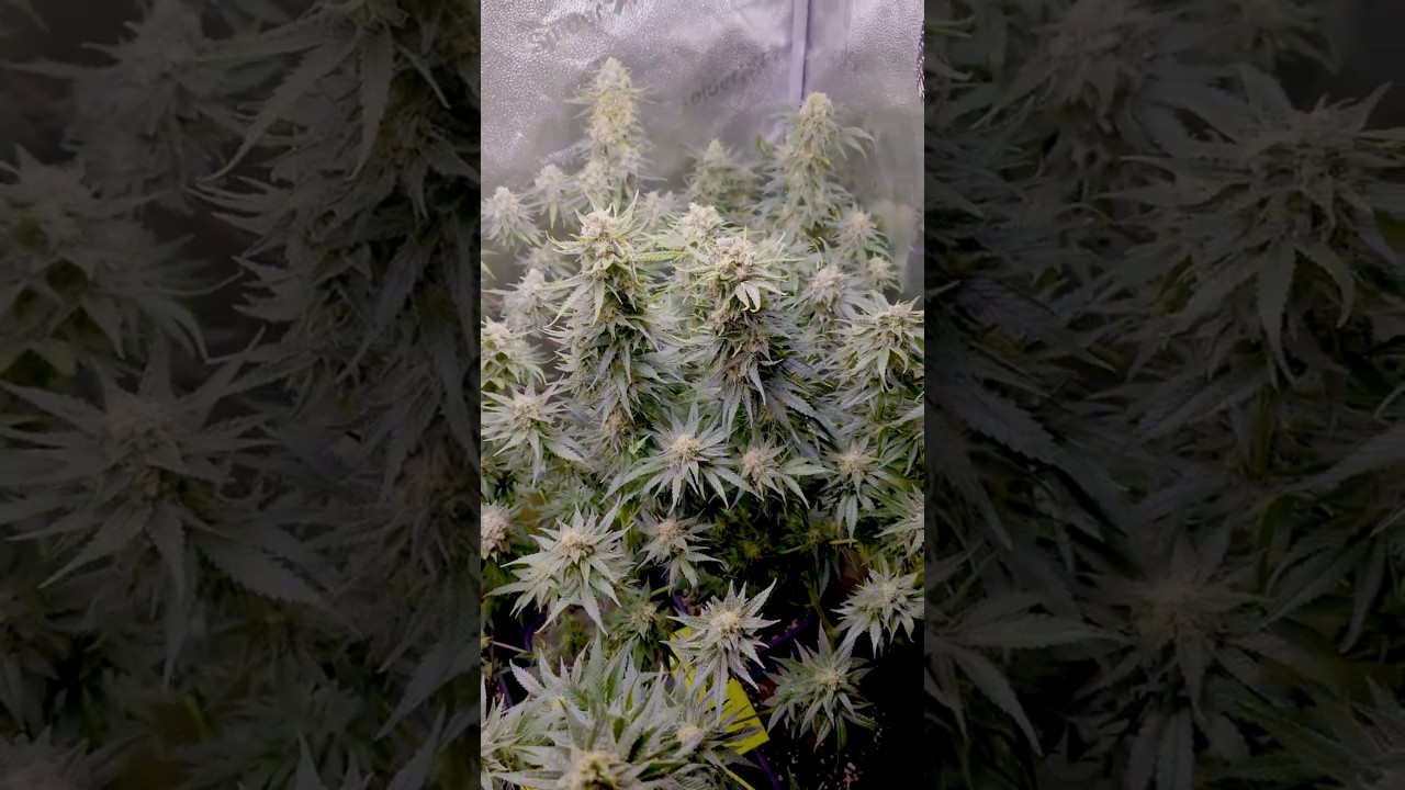 Tutankhamon / Pyramid Seeds / Day 60 #cannabis #indoor #tutankhamon #pyramidseeds #spiderfarmer #420
