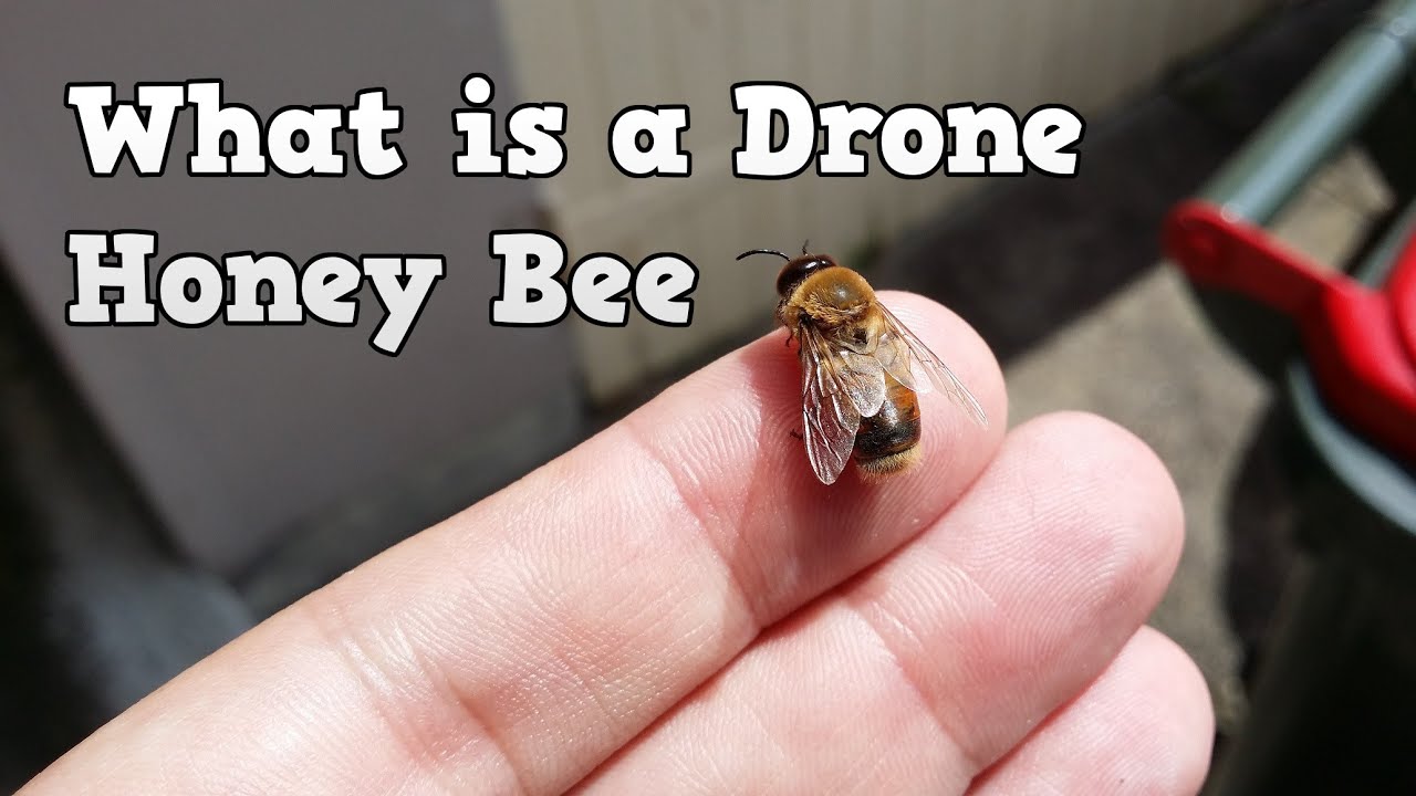 What is a Drone Honey Bee
