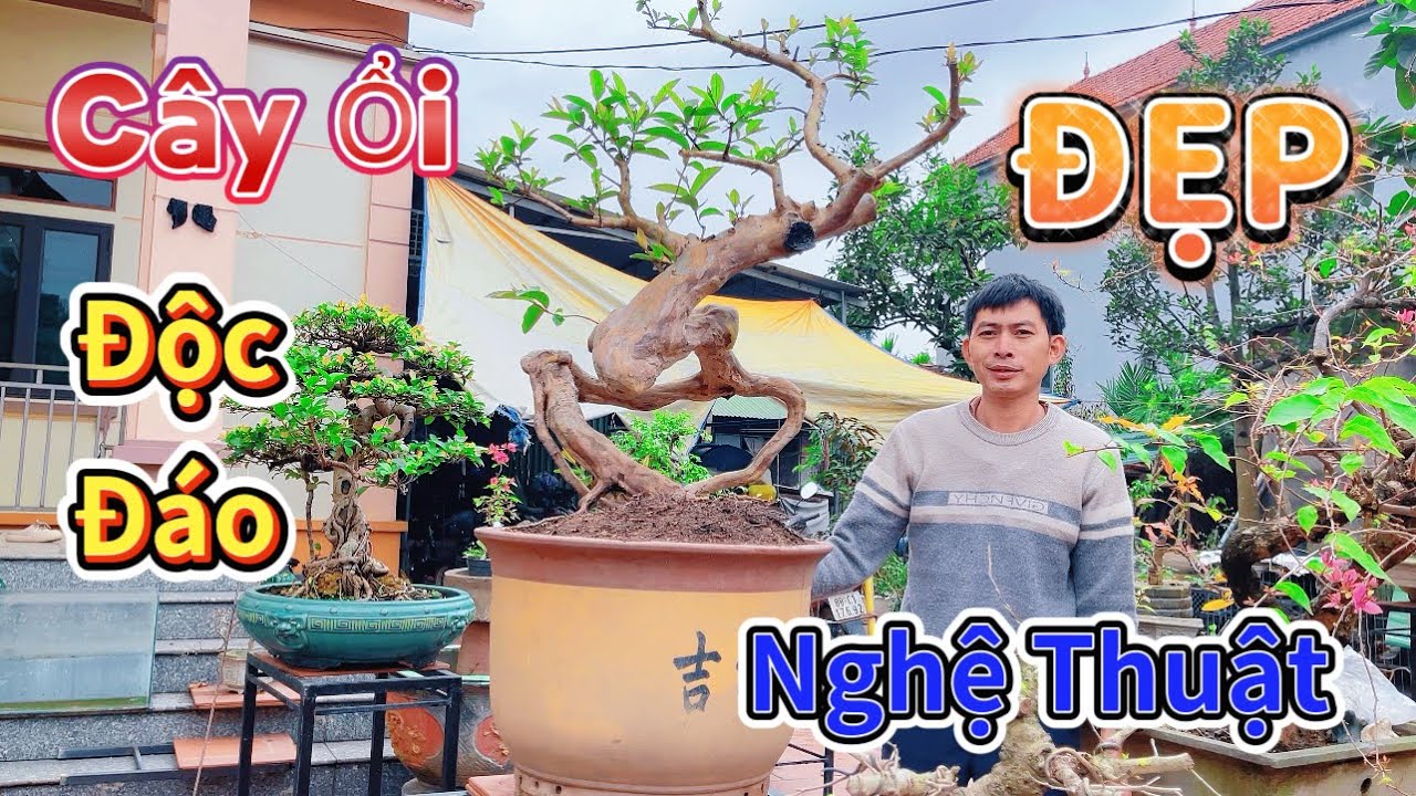 Ngắm cây Ổi bonsai nghệ thuật ĐẸP rất ĐỘC ĐÁO tại NV DŨNG THANH. Sơn Đông - Phú Thọ 