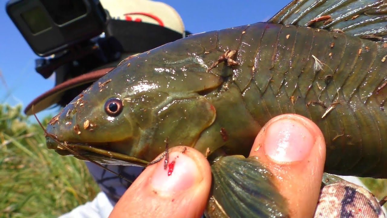 The LAST Refuge for These Fish - Hoplo Catfish in a Dry Wetland Canal