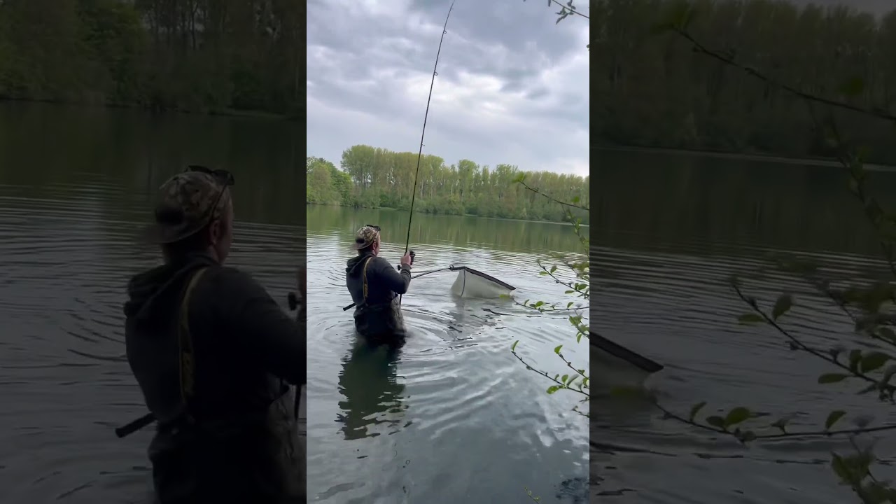 🎥🎣✨ #carpe #carp #carpfishing #fishing #fish #carpiste #fisher