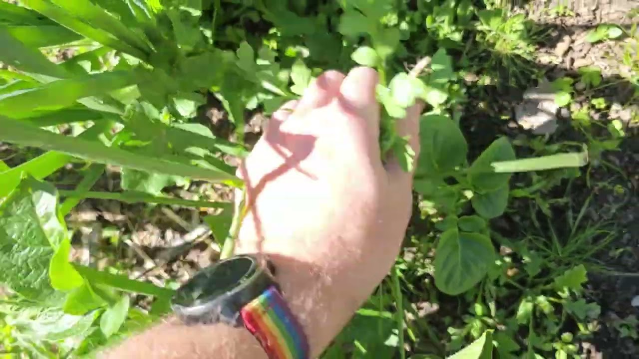 Garden Update October 15th 2025