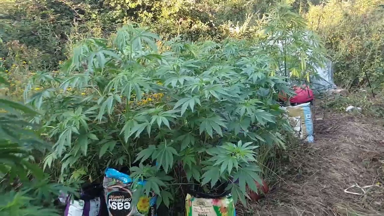 Guerrilla grow heavyweight seeds champion