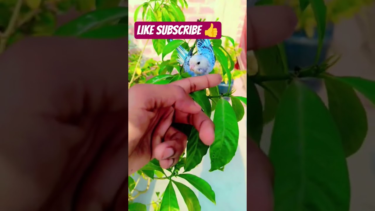 Budjigs parrot 🦜🦜🦜🐦 #shorts #parrot #video