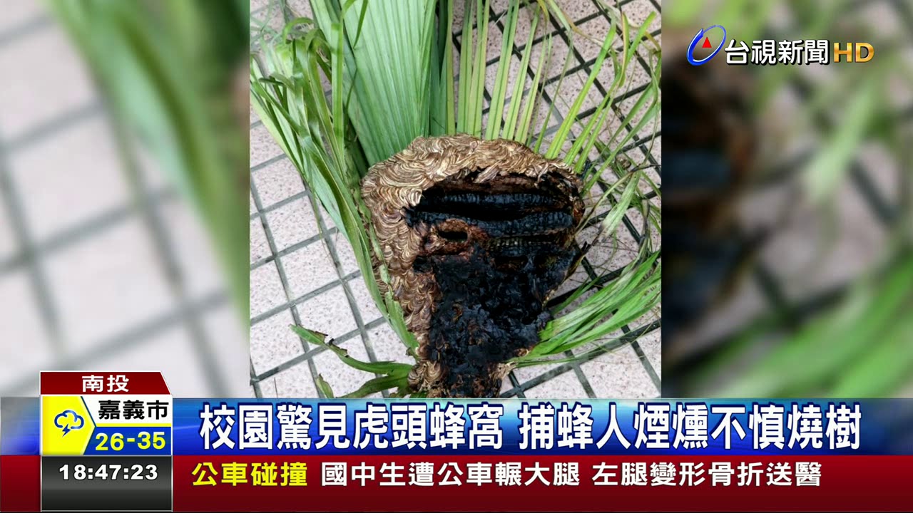 校園驚見虎頭蜂窩捕蜂人煙燻不慎燒樹
