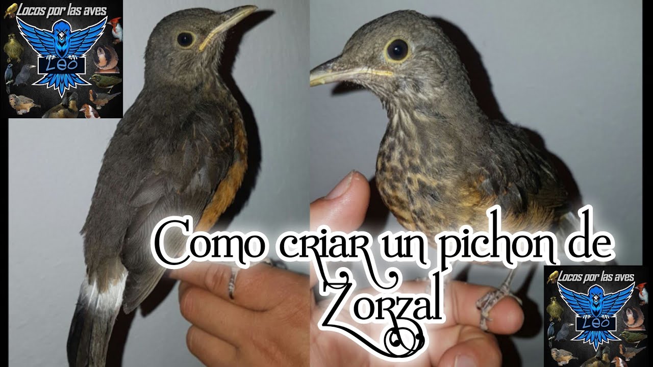 Como criar un pichón de zorzal