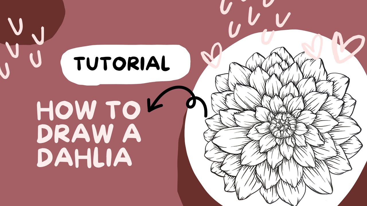 Learn to draw flowers: How to draw a DAHLIA tutorial