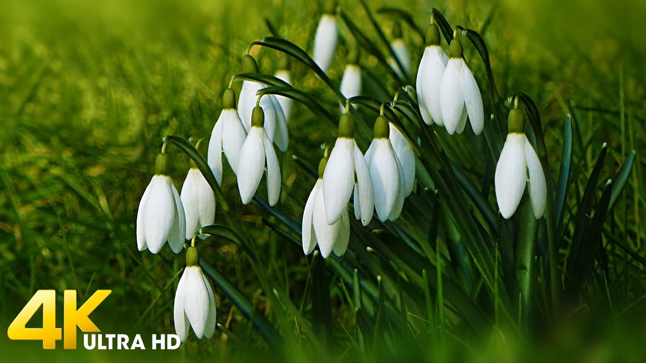 Snowdrop Flower 4k ☕ 3 Hours Relaxing Music Along With Beautiful Snowdrops Flower Videos