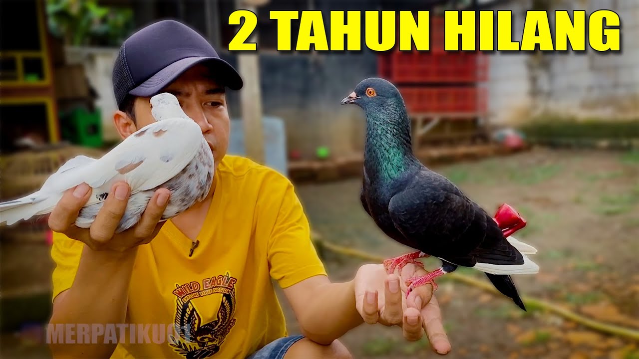 IRENG TLAMPIT BURUNG BARU PULANG LANSUNG GAS TERBANGIN JAUH