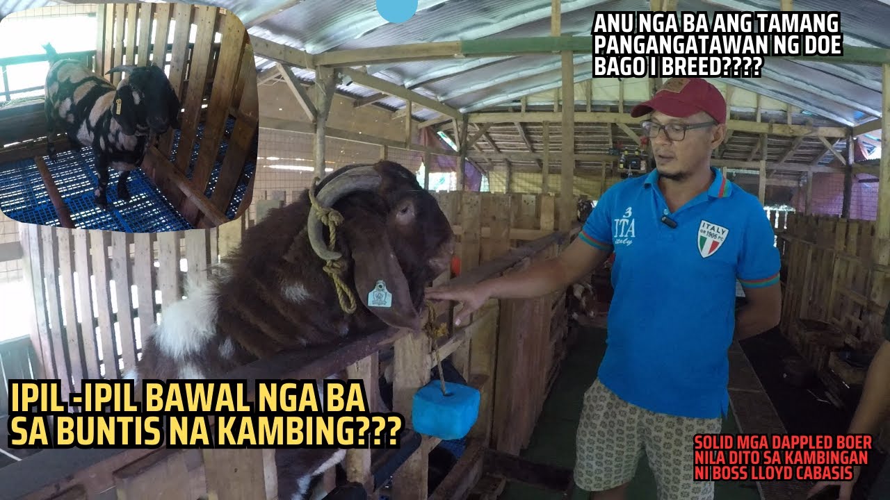MGA DAPPLED BOER GOATS NI BOSS LLOYD/BOER GOAT FARMING/ GOAT FARMING PHILIPPINES/KAMBINGAN/P3