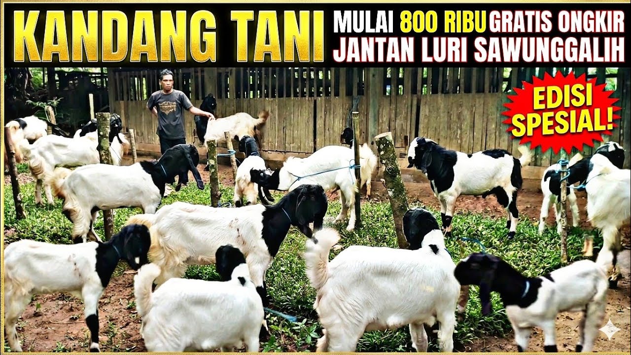 FULL EKONOMISAN... !!! MULAI 800 RIBU GRATIS ONGKIR KAMBING PE DI PAK TIN