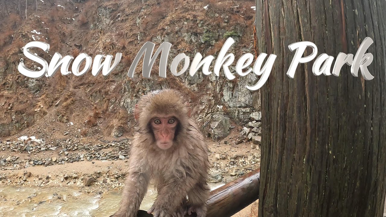 SNOW MONKEY PARK / NAGANO JAPAN