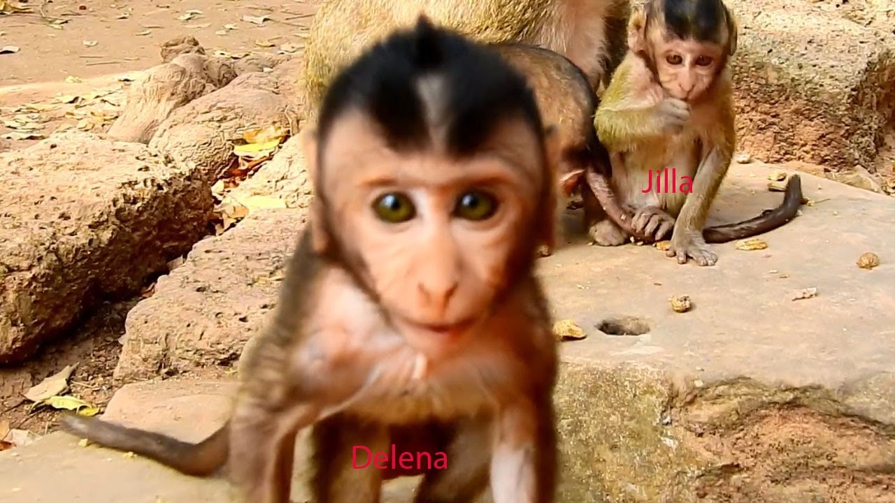 What...? Cute baby Delena monkey wants to close camera
