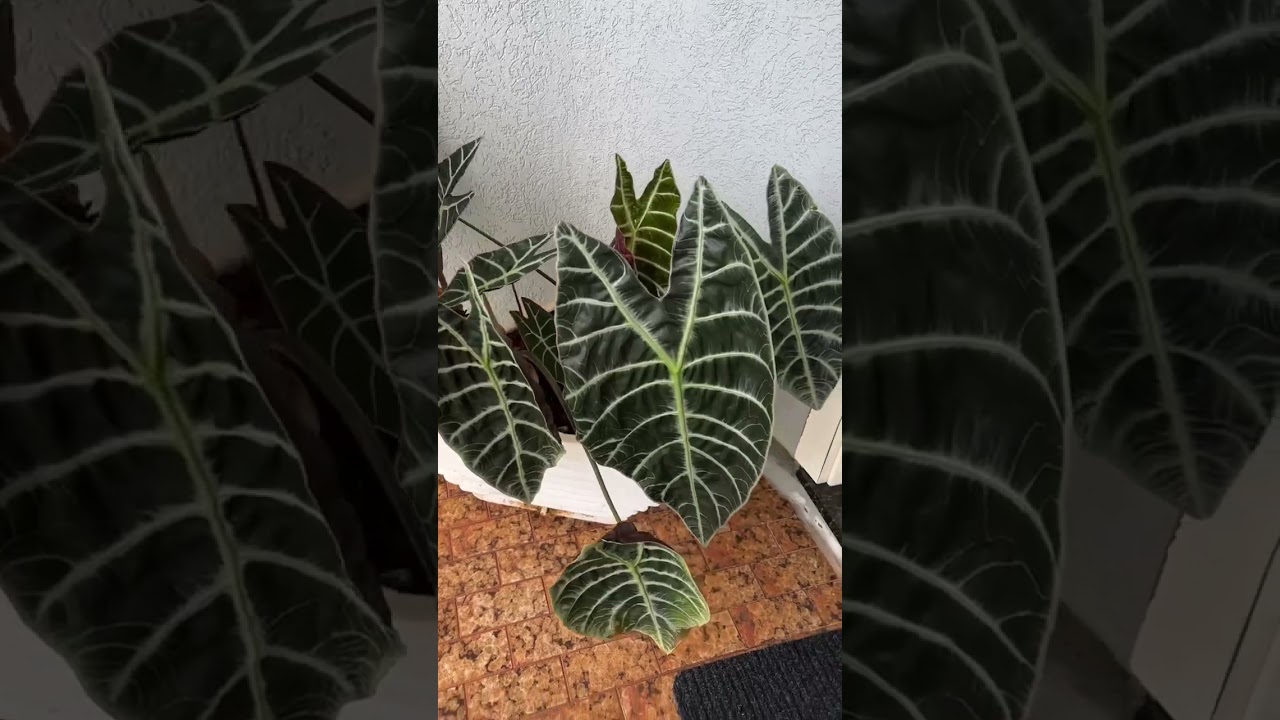 Pra quem ama plantas. Diz a&iacute;,&eacute; linda ou n&atilde;o. 😍😍