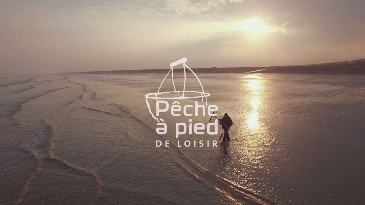 Quelques bonnes pratiques de pêche à pied : la crevette