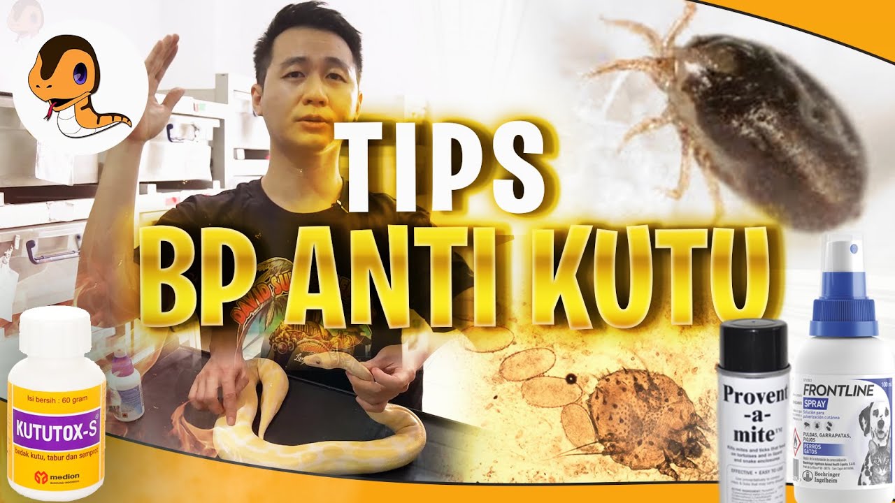 Tips dan Trick Hilangin Kutu BP ala DSR | 99% BERHASIL!!!