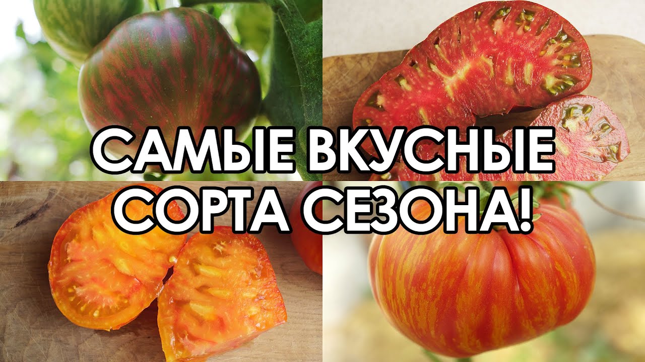 САМЫЕ ВКУСНЫЕ И НЕОБЫЧНЫЕ ТОМАТЫ! (ЛУЧШИЕ ЭКЗОТИЧЕСКИЕ СОРТА ТОМАТОВ, КОТОРЫЕ Я ВЫРАЩИВАЛ)