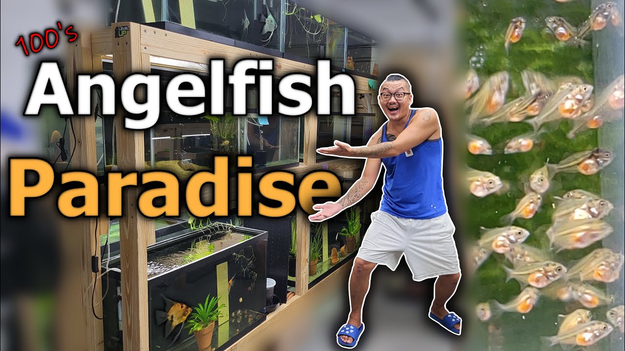 Garage Fish Room Tour Angelfish Breeding Room October 2022