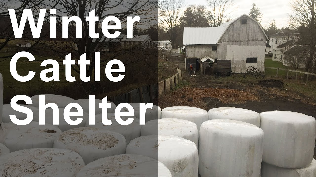 Winter Cattle Shelter