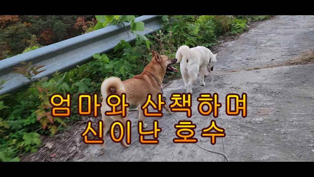 엄마 바라기 호수가 해탈이와 함께 산책