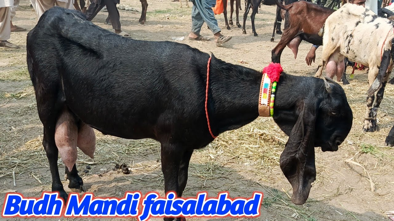 Faisalabad Bakra Mandi new update || buddh Mandi Faisalabad || May ,07, 2025