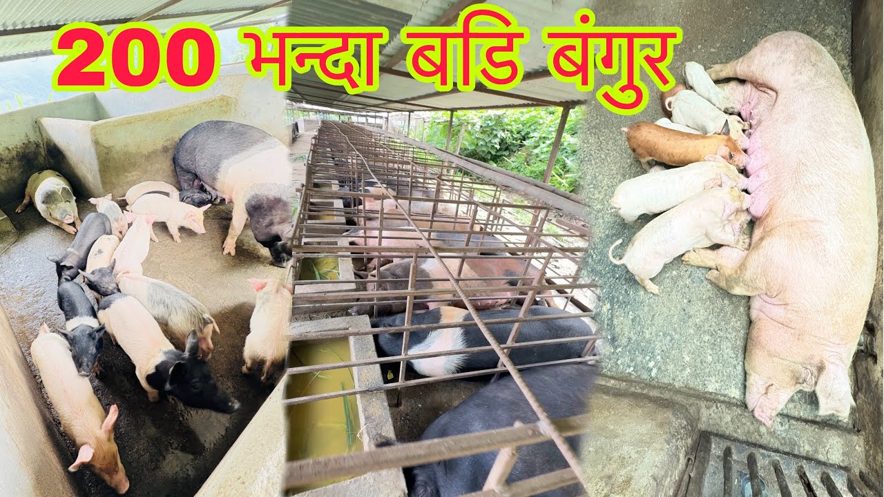 #२०० भन्दा बडि बंगुर😮 #केराबारी बंगुर फार्म #200 above pigs 🐖 #यति धेरै बंगुरहरू #so many pigs #ilam