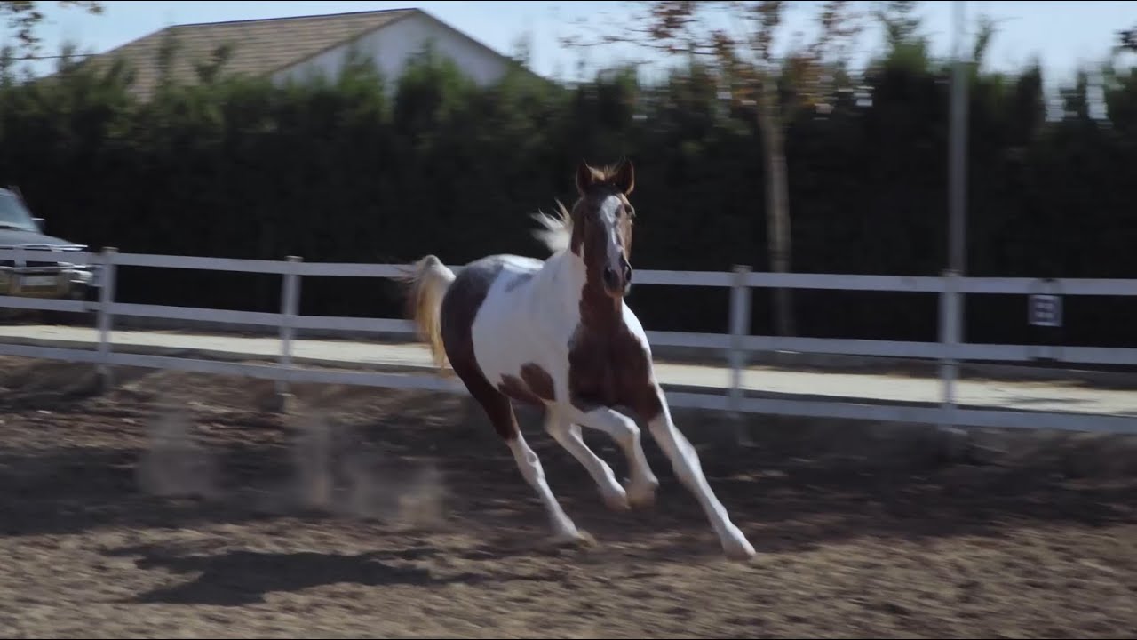 TODOCABALLO Capítulo 142: Los caballos de capas 