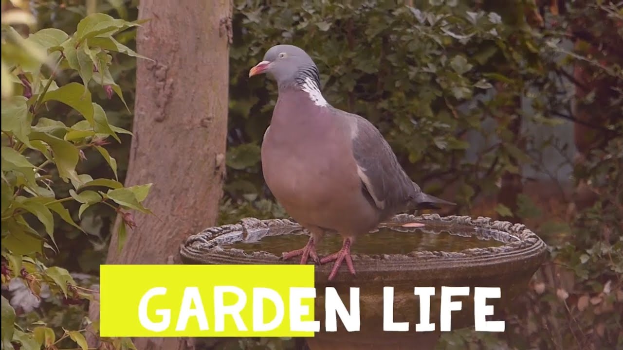 These garden visitors return every single day