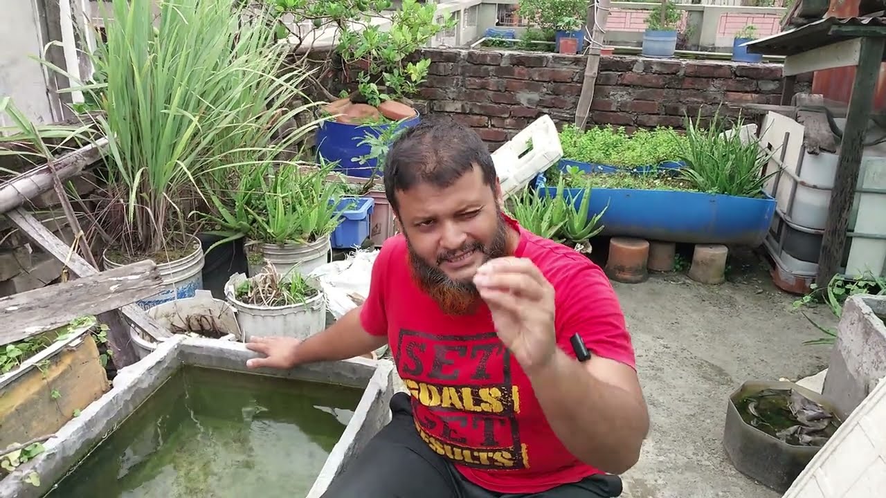 Step-by-Step Guppy Tank Setup for Beginners | নতুনদের গাপ্পি মাছের ট্যাঙ্ক তৈরি করার পরিপূর্ণ গাইড