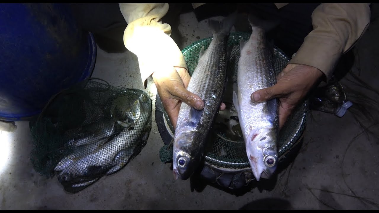 小池赶海遇“水蛇”挡路，抓到的海货跟兄弟们一对比，瞬间弱爆了