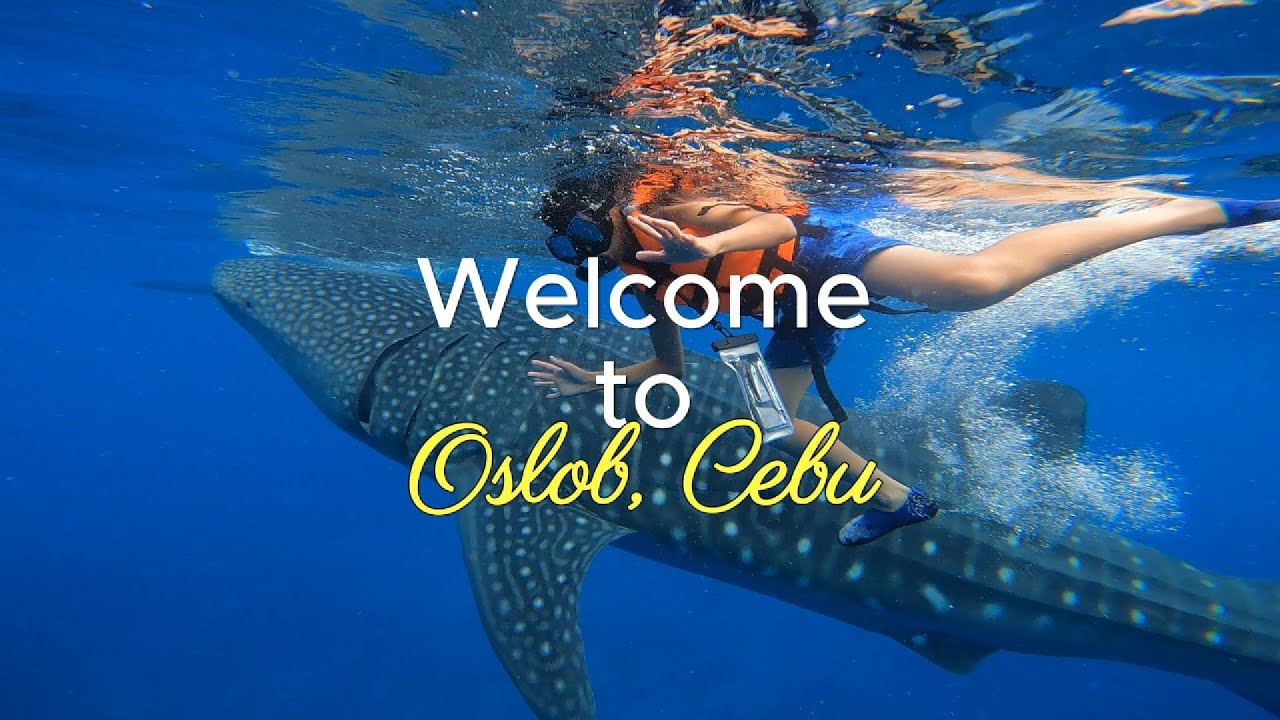 Whale Shark in Oslob, Cebu #oslob #beach #travel #family #familyvlog #island #philippines