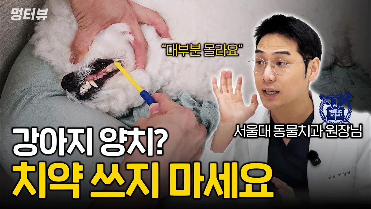 강아지 양치질 대부분 잘못하고 있습니다 (칫솔, 치약 이렇게 해보세요) | 멍터뷰 ep.70