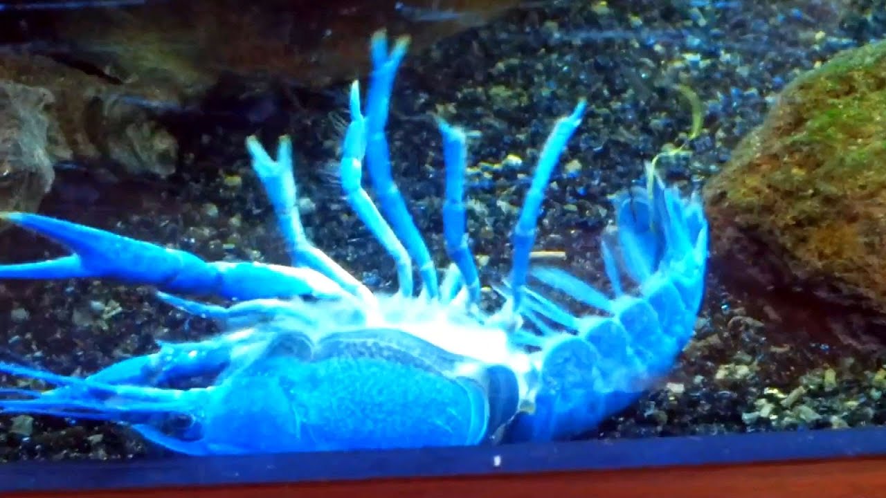 Aquarium kreeft vervelt, blauwe kreeft (Floridakreeft) is aan het vervellen