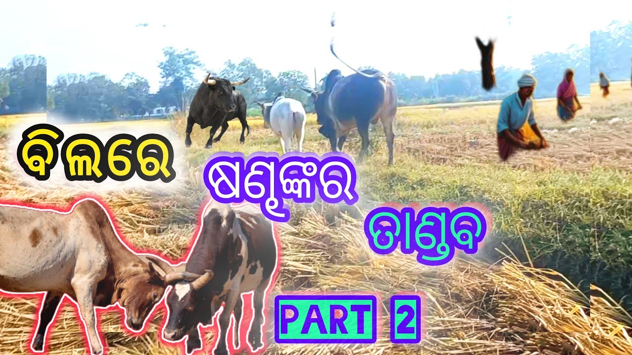 ବିଲକୁ ଷଣ୍ଢ ଆଉ ପୂକ ନଷ୍ଟ କରିଦେଲେ🥹🌾🌾//Raju Lifestyle vlogs 