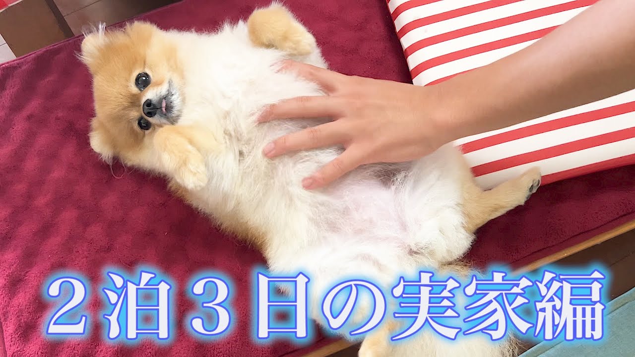 半年ぶりの帰省でみんなに可愛がられるポメラニアン！