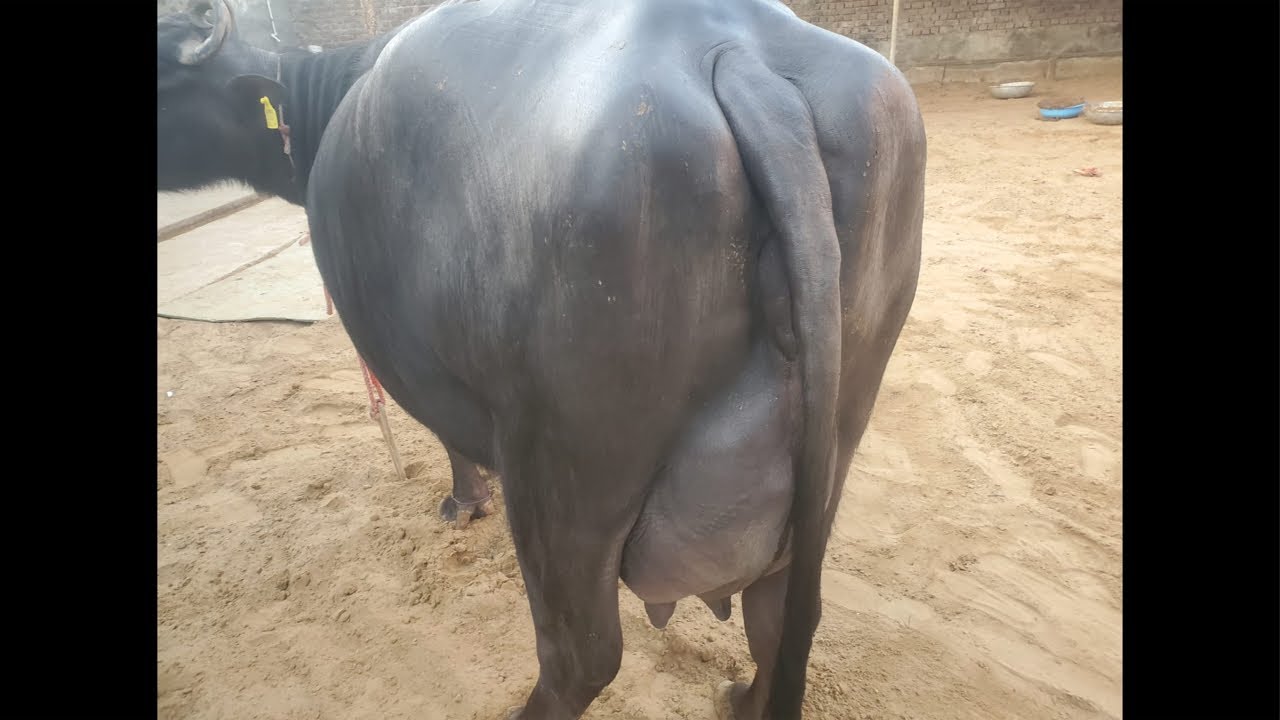 Live Milking खाली होते समय का दूध || at Narender Dairy Farm (8930158371)