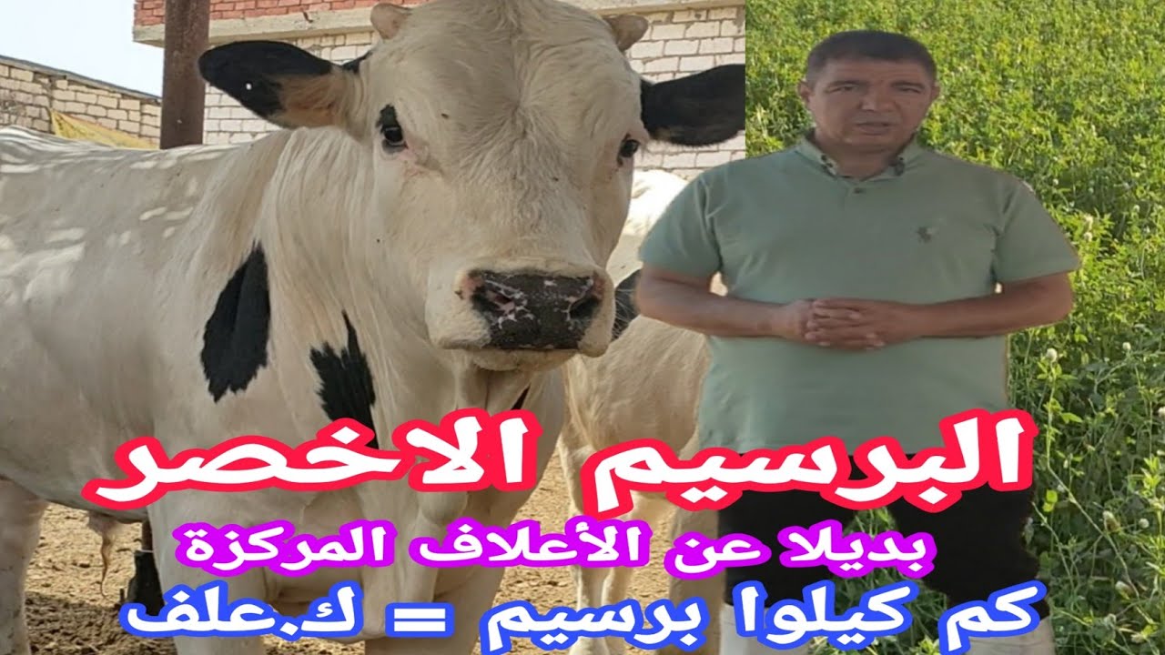 هل ينفع استبدال البرسيم بجزء من العلف..هل يصلح البرسيم لدورة تسمين عجول بدون العلف..د/السيد الطوخي