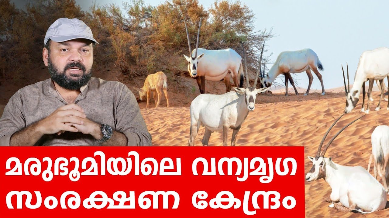 Sancharam | Oman 04 | Santhosh George Kulangara | Safari TV