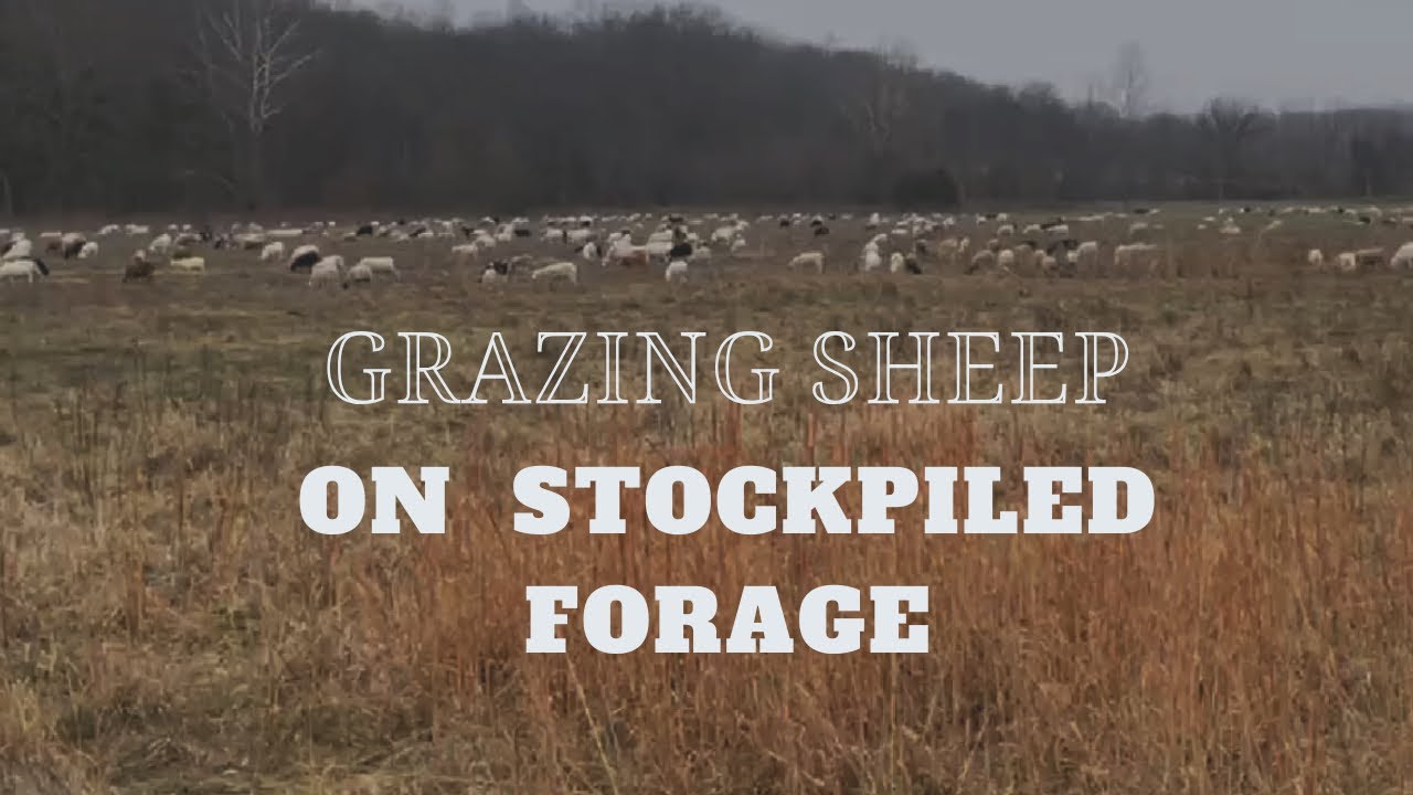 Grazing Hair Sheep On Winter Stockpile 