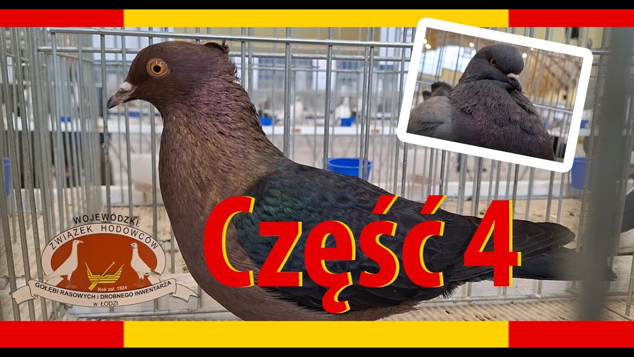 cz.4 wystawa, targ w Łodzi. Gołębie KING, Gil, Brodawczak, pawik ogrodowy, Sroka Łowicka #pigeon