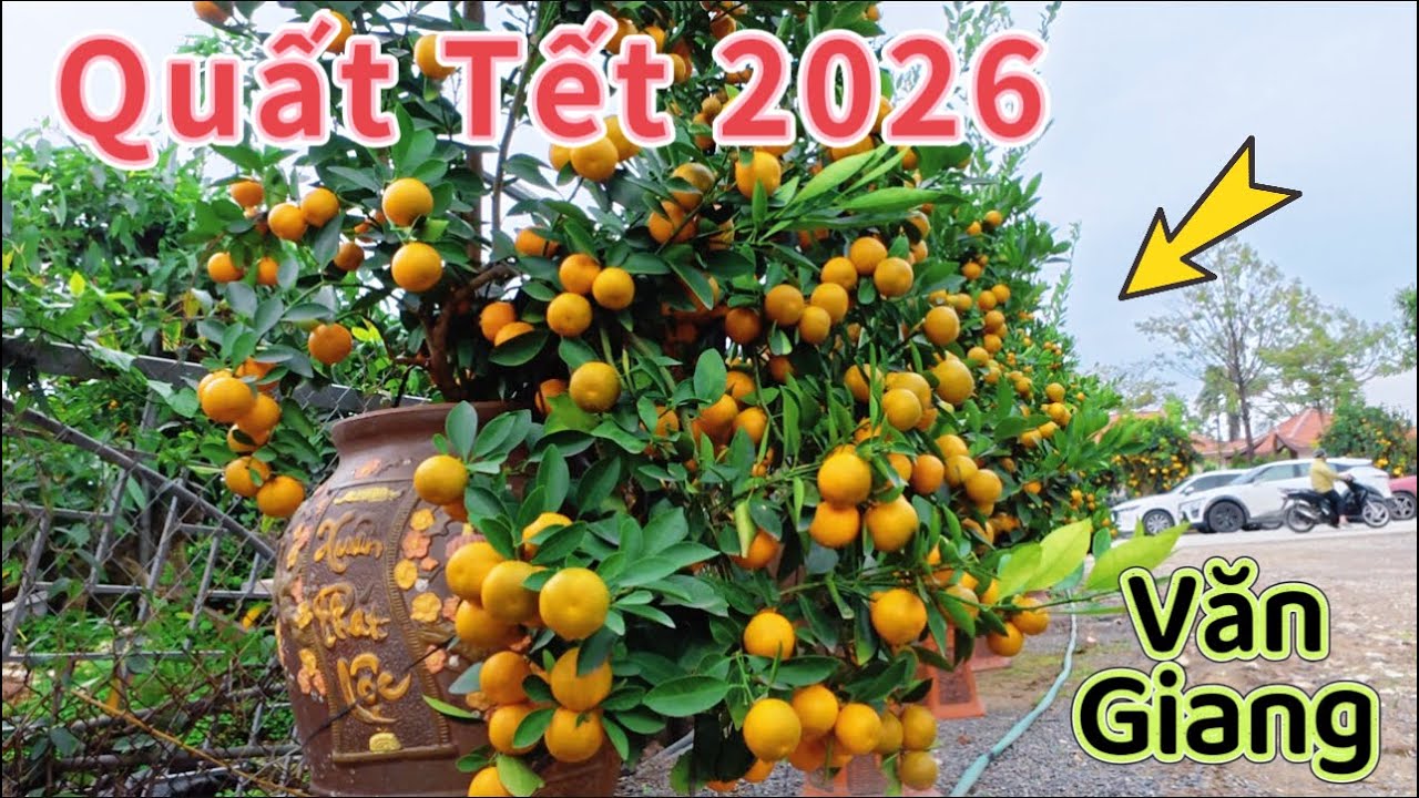 Ngợp Vườn quất cảnh siêu nét. Thị trấn văn Giang Hưng yên 
