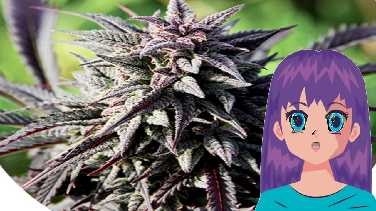 TAO PURPLE &ndash; Top Tao Seeds