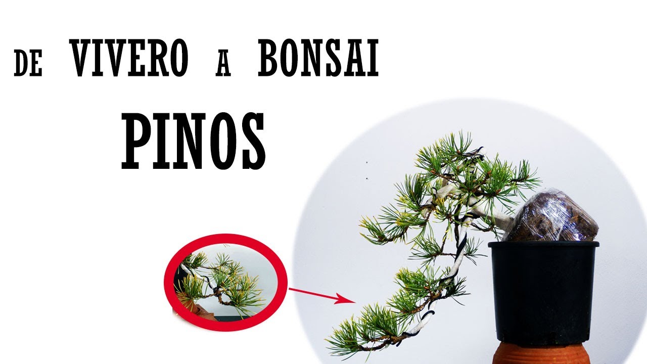 De vivero a prebonsái | Como empezar un bonsái de pino silvestre